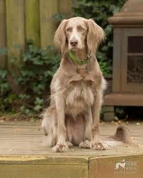 Pet Photography For Salem Portland And The Willamette Valley Oregon Weimaraner Long Haired Weimaraner Pet Breeds