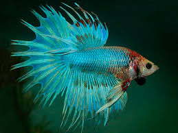 Blue female crowntail betta is also known as a siamese fighting fish. Green Crowntail Betta Male Aquasnack