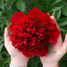 Pin On Peony Varieties