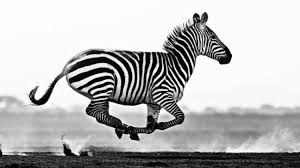 Fantasy scene of a group of wild african safari animals together in the grasslands of the masai mara in kenya. 10 Best African Wildlife Photos By Experts