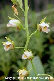 Image result for Eulophia