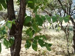 Image result for Colophospermum