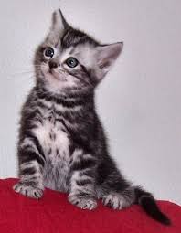 American Shorthair Black And Grey Cat Average Price Range Of American Shorthair Kitten Click The Picture To Read More American Shorthair Kitten American Shorthair Cat American Shorthair