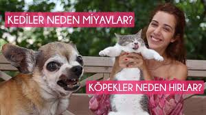 Kopekler Kac Yil Yasar Kopeklerin Ortalama Omru Youtube