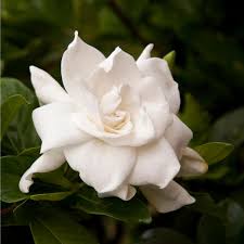 Containing many cultivars, and g. August Beauty Gardenia