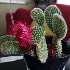 San pedro cacti need a lot of natural light and mature plants don't mind being in full sun. Fuck You Home Depot Cactus
