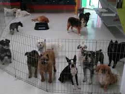 In 2021, how much does it cost to hire a pet care provider in wichita, ks? Gupton Pet Care Center