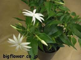 ビックフラワー花図鑑 花のアルバム 花木 木
