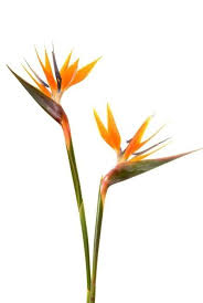Bird Of Paradise Flower Painting Bird Of Paradise Flower Wall Decal Exoticflowers Paradise Flowers Birds Of Paradise Flower Paradise Painting