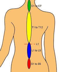 The lower back is taxed hard enough as it is. Anatomical Back Training Askmen