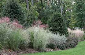 Ornamental Grasses Within Borders What A Great Idea Ornamental Grass Landscape Ornamental Grasses Landscaping Plants