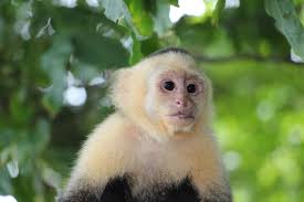 Check spelling or type a new query. 8 Monkey Breeds That Are Kept As Pets With Pictures Pet Keen