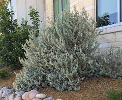 Texas Sage Thunder Cloud Details Texas Smartscape Plant Database