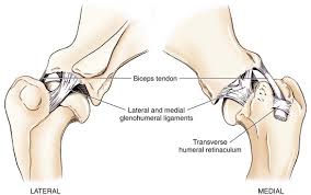 Acromion anatomy, ankle bones anatomy, bones of the clavicle, elbow bones anatomy, hip bones anatomy, shoulder muscles anatomy, shoulder pain anatomy, hand, acromion anatomy, ankle bones anatomy related posts of shoulder bones anatomy diagram. The Shoulder Veterian Key