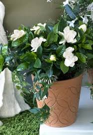 Livraison de fleurs et plantes en 4h, 7j/7, 365j par an. En Mars Les Plantes A Fleurs Blanches Parfumees Gardenia Stephanotis Et Jasmin Le Pouvoir Des Fleurs