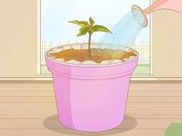 Saves time and money compared to squares. How To Make Pot Liners For Plants 7 Steps With Pictures
