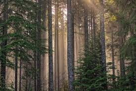 Näytä lisää sivusta wharton state forest facebookissa. Capitol State Forest Washington State Wiki Fandom