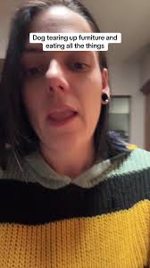 Dog Tearing Up Couch Cushion