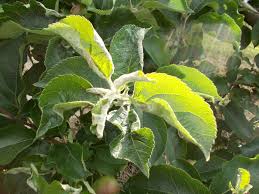 A lemon tree demonstrating the classic curly leaves and yellowing that indicate a nutritional problem Diagnostic Leaf Atlas Suffolk Fruit And Trees The Fruit Tree Specialists