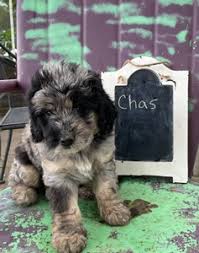 Ruby is our f1 black goldendoodle, aggie our akc bernese mountain dog, penny lu our akc golden. Mini Golden Doodle Puppies Iowa Golden Doodle Puppies For Sale