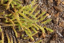 Image result for Panicum carneovaginatum