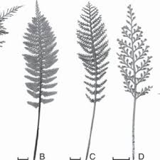 Image result for Asplenium diplazisorum