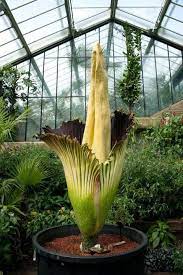 Corpse Flower So Freaky And Gross Unusual Flowers Rare Flowers Amorphophallus Titanum