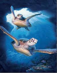 New Sea Turtle Lenticular 3d Picture Animal Poster Painting Home Wall Art Decor Ebay Underwater Painting Animal Posters Animals