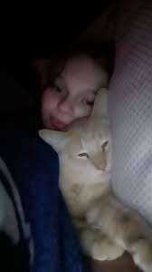 Lost Bengal mix cat in Kalamazoo, wearing orange collar