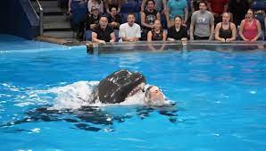 Jessica Orca Attack incident | Realistic Footage from Marine Part show... | orca | TikTok