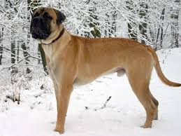 The World S 10 Most Dangerous Dog Breeds Protective Dog Breeds Guard Dog Breeds Bull Mastiff