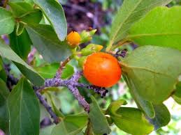 Image result for Cordia sinensis