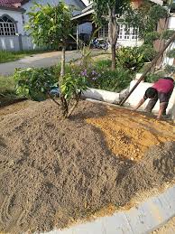#mula dengan membuang rumput lama, akar2 pokok dan di layer dengan pasir halus. Step By Step Cara Tanam Rumput Jepun Maria Firdaus