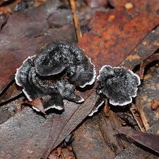 Image result for Phellodon niger