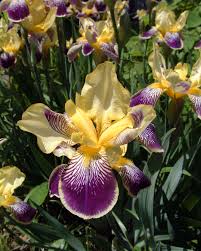 Pin By Kate Dunning On Event Planning Flowers Iris Flowers Beautiful Flowers Flowers