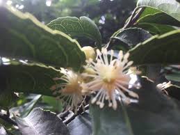 Image result for Rawsonia lucida