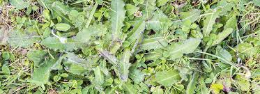 How to treat poa annua weeds poa annua weed becomes visible in winter and early spring in dormant lawns, such as bermuda grass, which turn a straw color in the winter. Treat And Kill Lawn Weeds In The Fall Bioadvanced