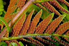 Image result for Todea