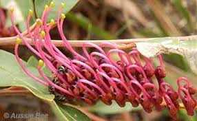 Ten favourite flowers loved by australian native bees. Planting A Bee Friendly Garden