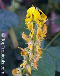 Image result for Crotalaria valida
