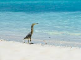 (ardea cinerea ) welcome to hans kasza channel, pls subscribe, thank. Grey Heron Ardea Cinerea Young Animal Walking At Beach Stockphoto