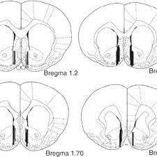 Belgian #proteomics association webinar by @drlindskog on 6 may 2021: Diagrams Of Coronal Sections From The Rat Brain Atlas Paxinos And Download Scientific Diagram