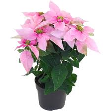 Weihnachtsstern Princettia Soft Pink Rosa Topf ø Ca 13 Cm