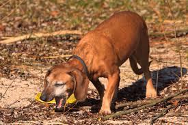 Hundeparasiten Wenn Der Wurm Drin Ist Wild Und Hund