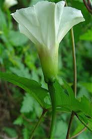 Image result for Merremia