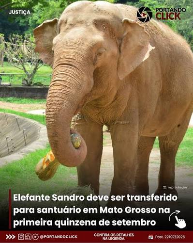 Justi&ccedil;a | Elefante Sandro deve ser transferido para santu&aacute;rio em Mato Grosso na primeira quinzena de setembro O elefante Sandro, morador do Parque Zool&oacute;gico Municipal de Sorocaba desde 1982, dever&aacute; ser transferido