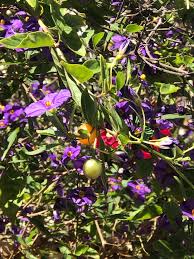 Also, they can help prevent obesity and keep you protected from some kinds of cancers, including colon cancer. What Kind Of Plant Purple Flowers Tomato Like Fruits Horticulture