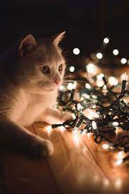 Check spelling or type a new query. Art On Sun Cat Cats Christmas Cats Beautiful Cats