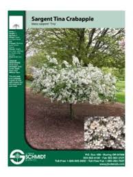 The smallest crabapple we carry. Malus Sargentii Tina J Frank Schmidt Son Co Malus Sargentii Tina J Frank Schmidt Amp Son Co Pdf Pdf4pro