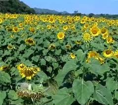 Pencinta bunga matahari atau nama botaninya helianthus annuus juga tidak perlu ke ladang bunga matahari di thailand yang terkenal dengan keindahan flora itu ketika pintu sempadan negara masih. Pin On Tempat Wisata